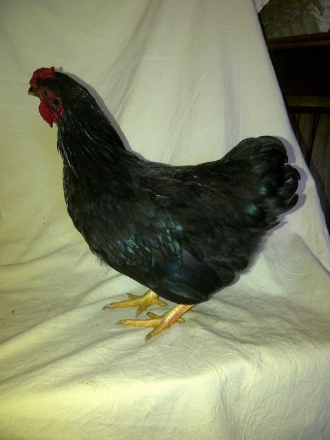 69260_p_roos_038.jpg