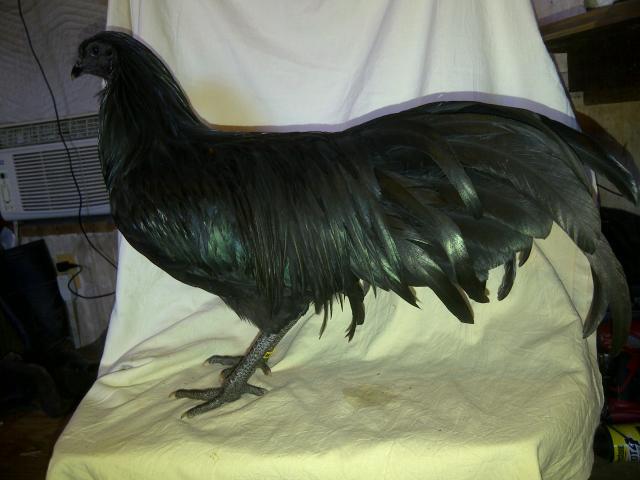 69260_p_roos_044.jpg