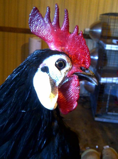 69260_p_roos_048.jpg