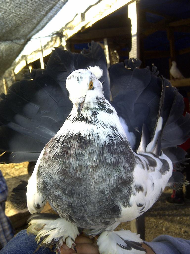 69260_pigons_005.jpg