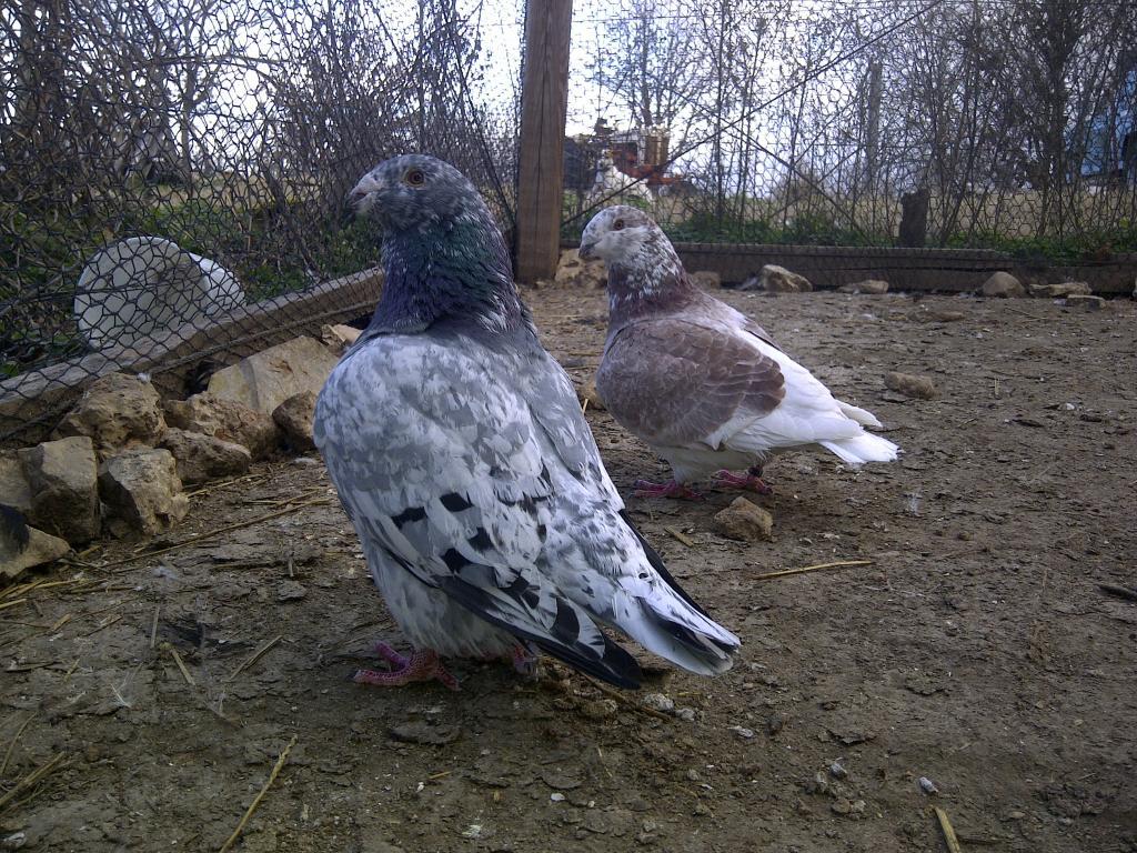 69260_pigons_015.jpg