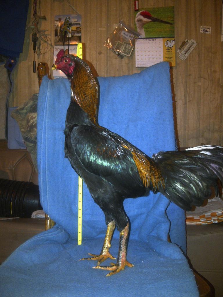 69260_shamo_007.jpg