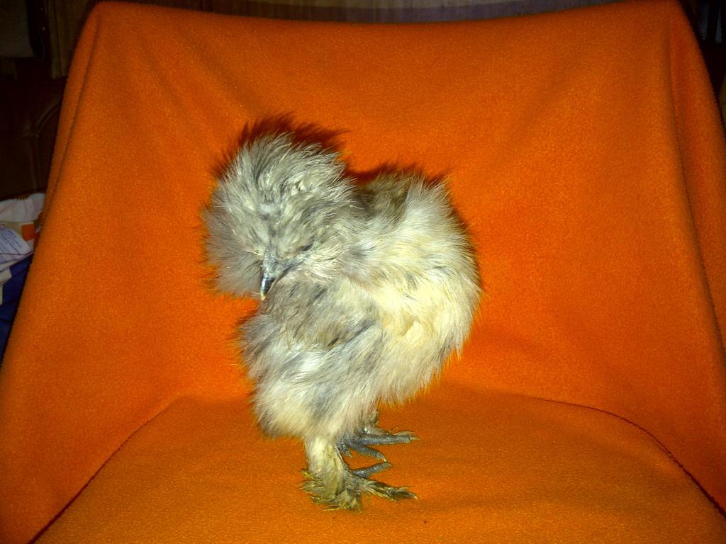 69260_silkie_chicks_001.jpg