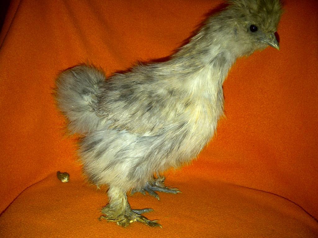 69260_silkie_chicks_004.jpg