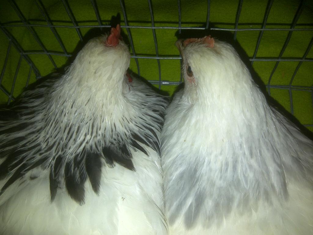69260_young_pair_of_susexs_010.jpg