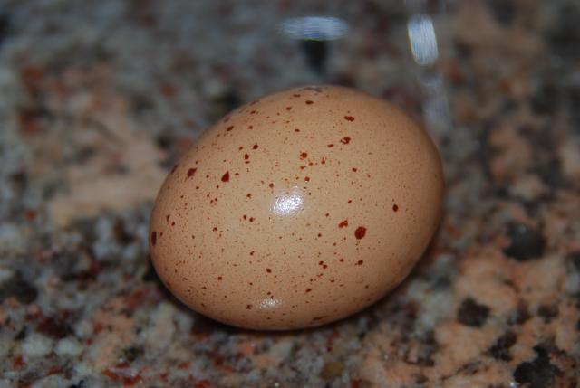 69266_spotted_egg.jpg