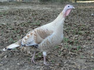 69285_turkeycalico.jpeg