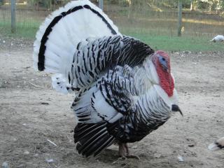 69285_turkeyroyalpalmtom2.jpeg