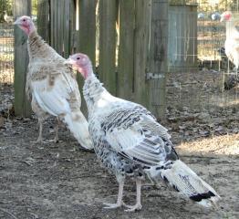 69285_turkeysilverpencilled.jpeg