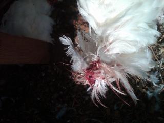 69289_chix_cochin_missing_head.jpg
