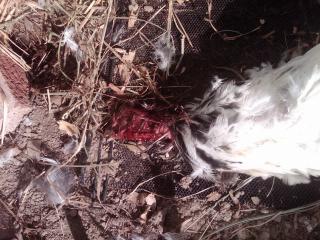 69289_chix_head_skinned.jpg