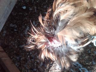 69289_chix_polish_missing_head.jpg