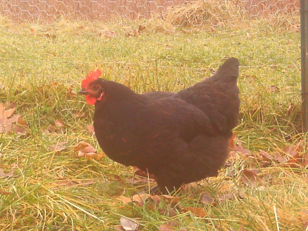 69298_045.jpg