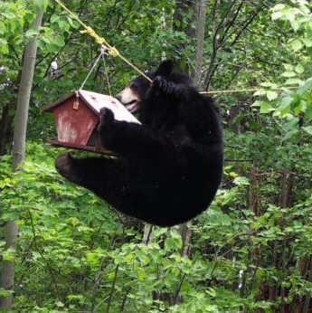 69348_bear_in_bird_feeder_use_gsgh.jpg