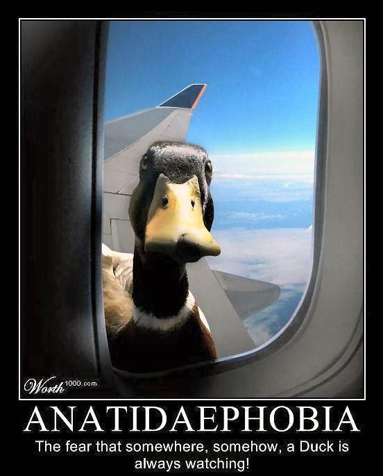 69362_duck_phobia.jpg