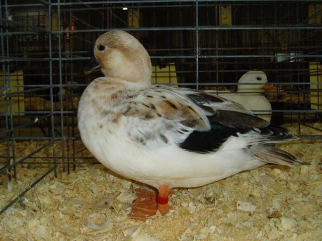 69362_lund_poultry_-_snowy_call_duck.jpg