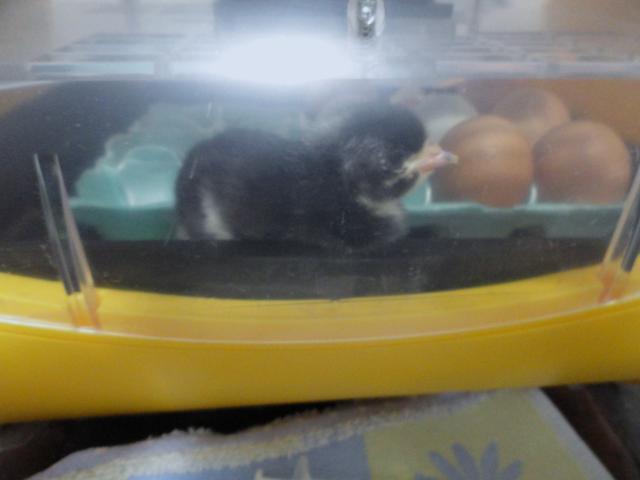 69377_02-01-2011_first_chick.jpg