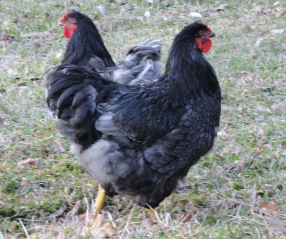 69377_02-20-2011_lester.jpg