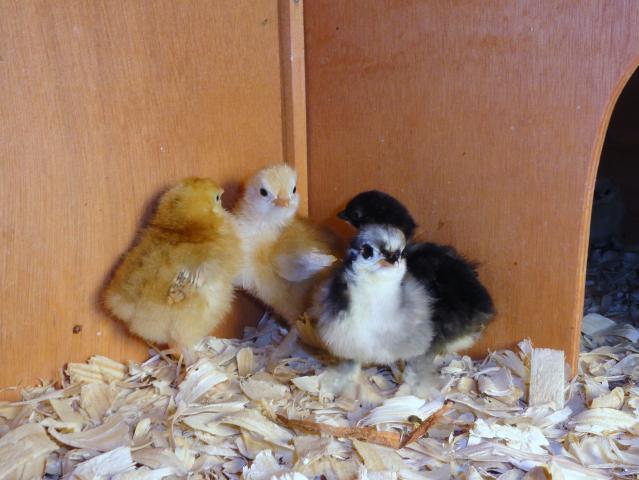 69377_03-25-2011_cochin_chicks.jpg