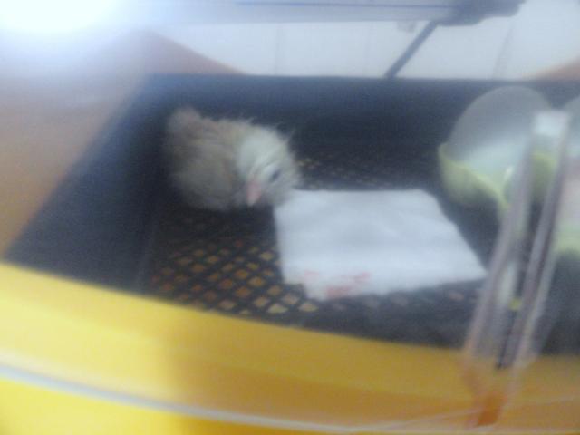 69377_04-06-2011_1st_chick.jpg