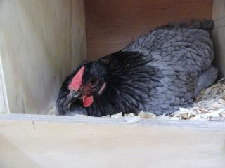 69377_04-26-2011_mrs_grumpy_gone_broody.jpg