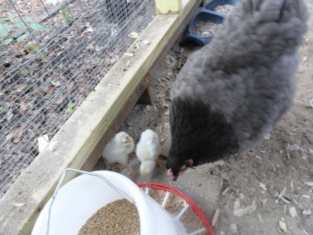 69377_06-23-2011_little_momma_n_chicks.jpg