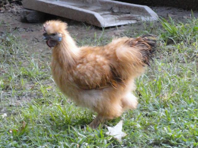69377_07-06-2011_peaches.jpg
