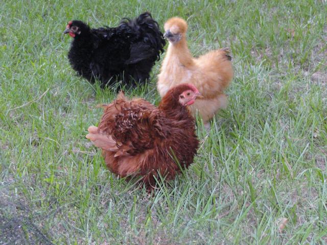 69377_08-17-2011_bantam_girls.jpg