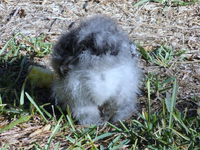69377_10-29-2011_popeyes_fluff.jpg