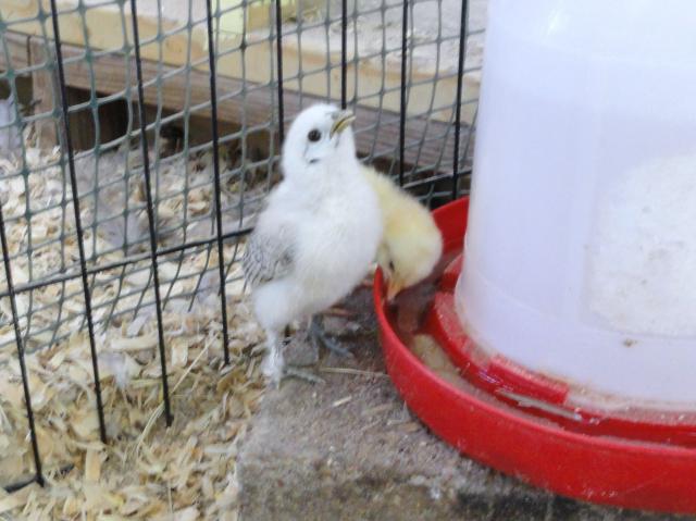 69377_11-09-2011_speedy_an_sussex_chick.jpg