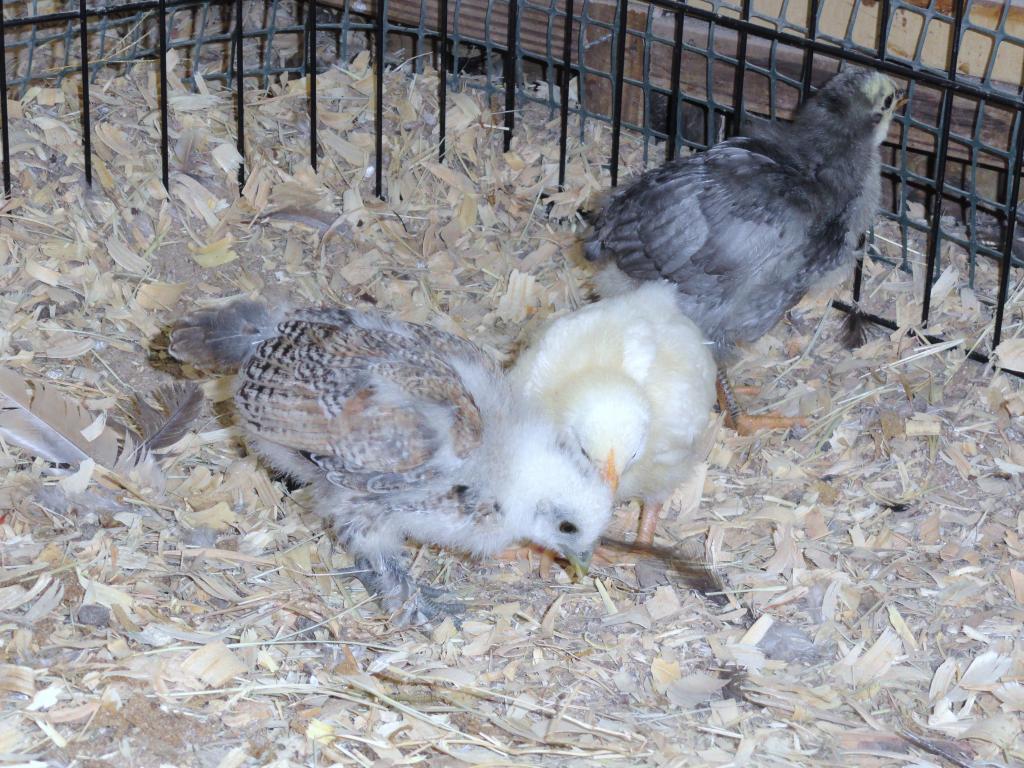 69377_11-19-2011_chicks5.jpg