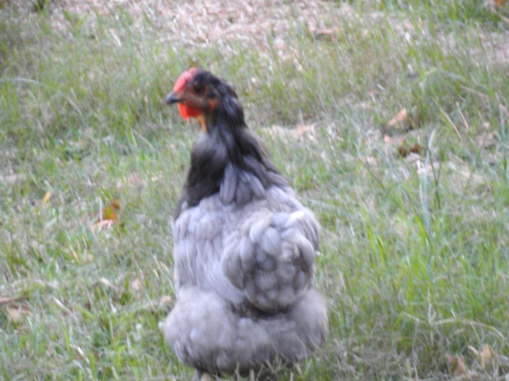 69377_11-20-2011_little_momma_molting2.jpg