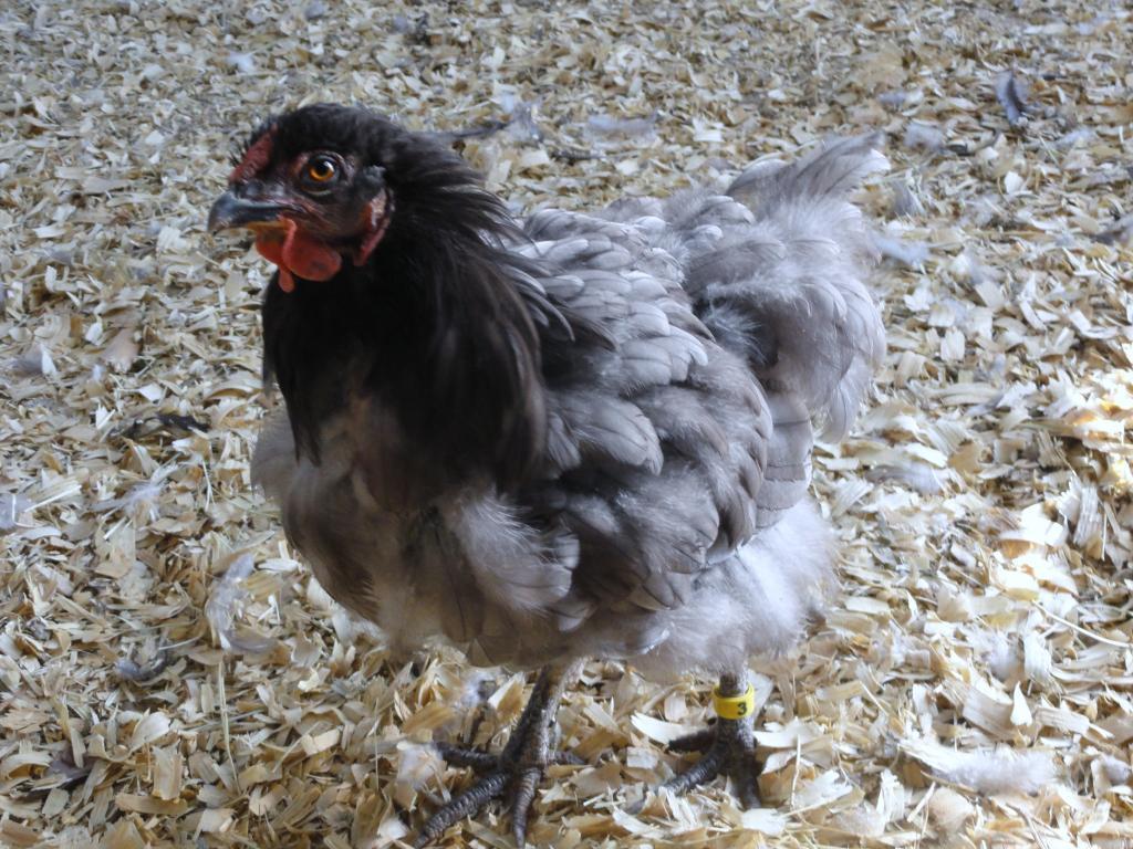 69377_11-27-2011_alice_in_moult4.jpg