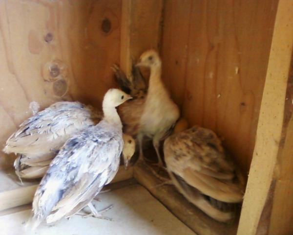 69428_peachicks1stdayhatchdt061906262011.jpg