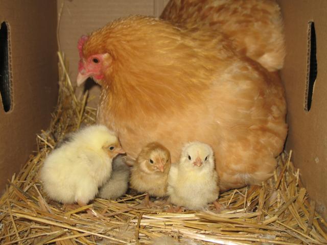 6942_broody_hen_2009_001.jpg