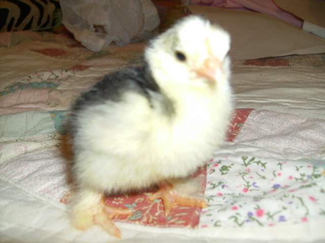 6943_chicks_hatched_on_01-22_007.jpg