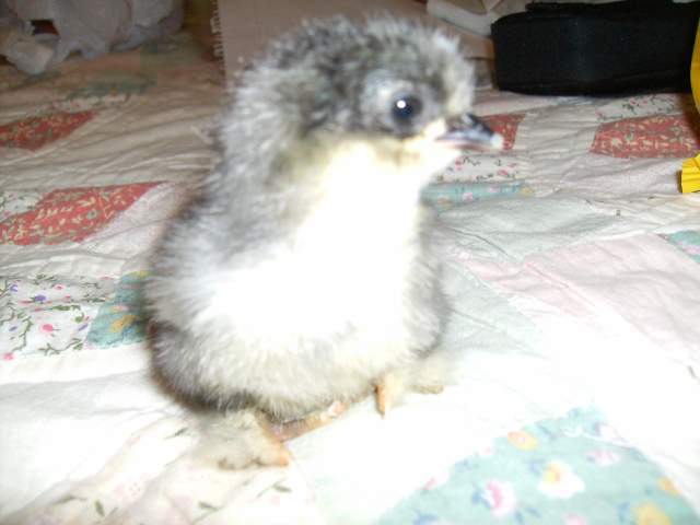 6943_chicks_hatched_on_01-22_013.jpg