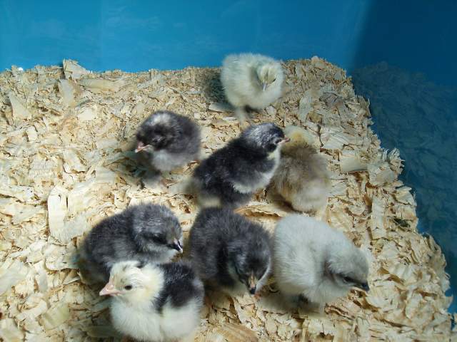 6943_chicks_hatched_on_01-22_014.jpg