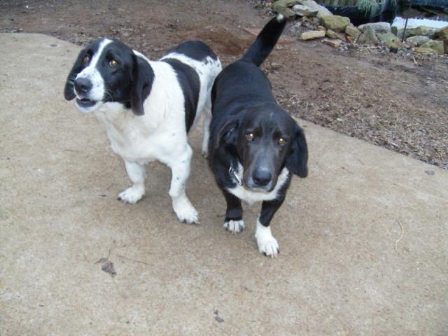 6943_quincey_and_dexter_2.jpg