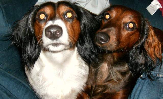 6943_stella_and_scarlett.jpg