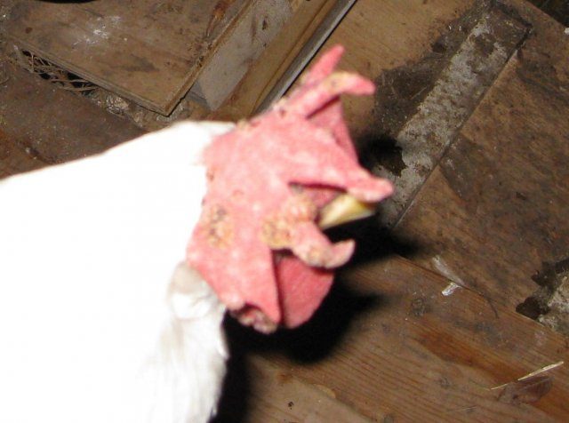 6946_chicken_problem.jpg