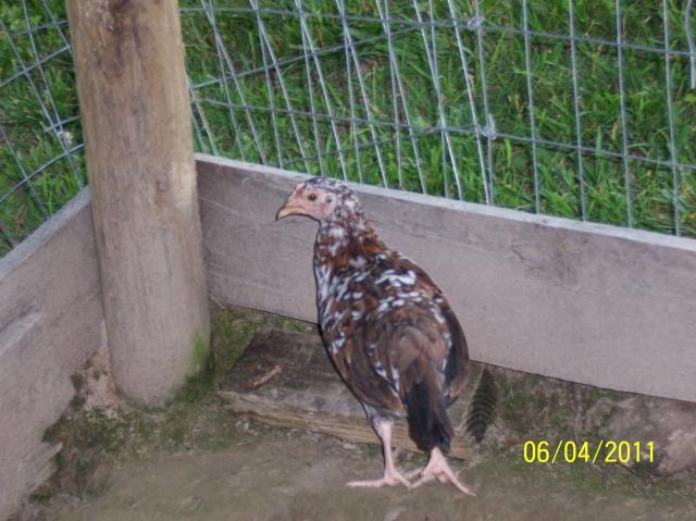 69547_spangled_game.jpg