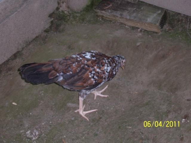 69547_spangled_game2.jpg