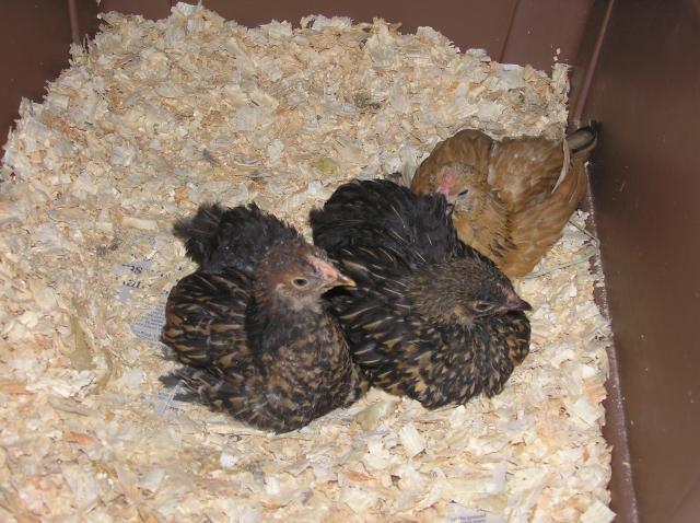 69585_buffcochinsand_ducclepullets3.jpg