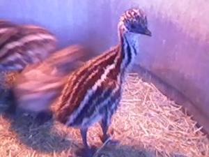 69593_2_wk_old_emu.jpg
