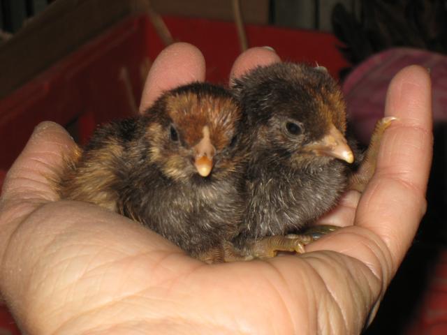 69593_betsys_babys_001.jpg
