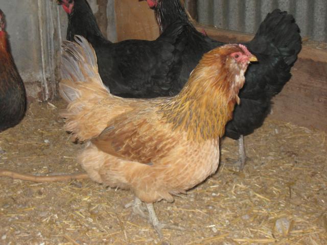 69593_cfb_chickens_041.jpg