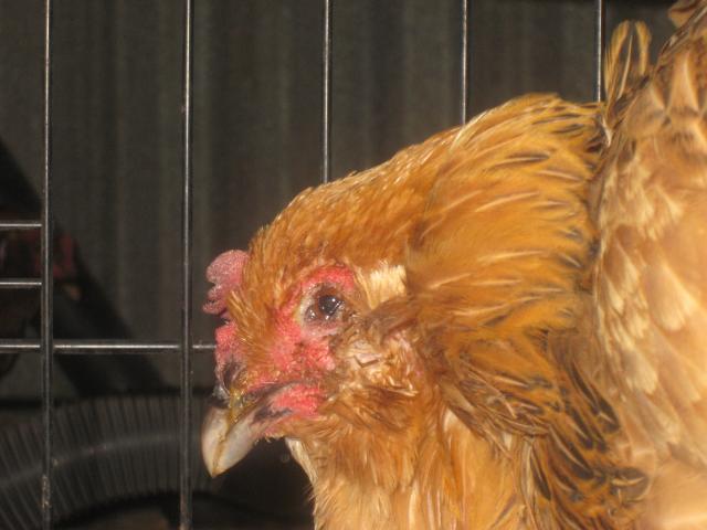 69593_sick_chichens_jan11_006.jpg