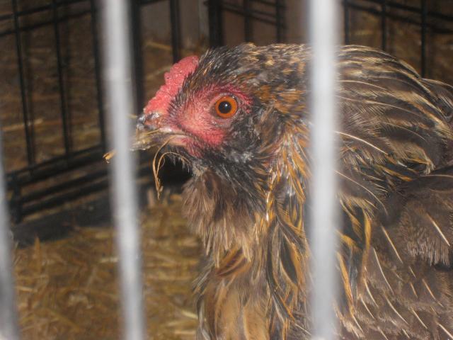 69593_sick_chichens_jan11_007.jpg