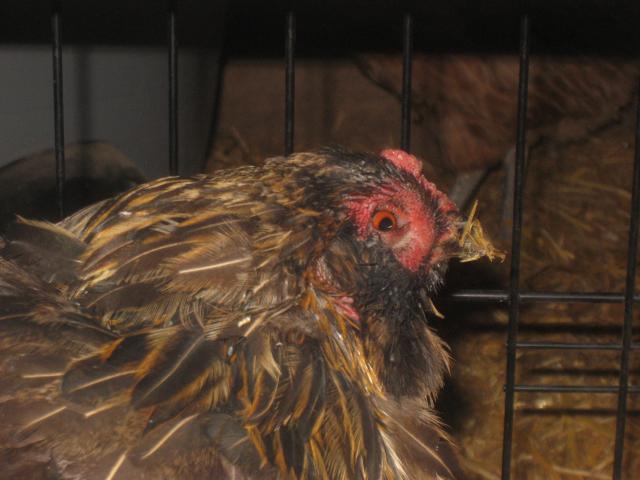 69593_sick_chichens_jan11_008.jpg